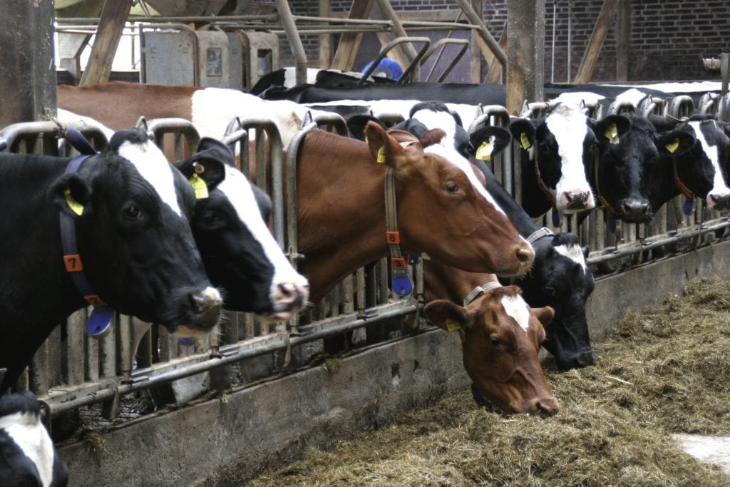 Animal farming produces methane
