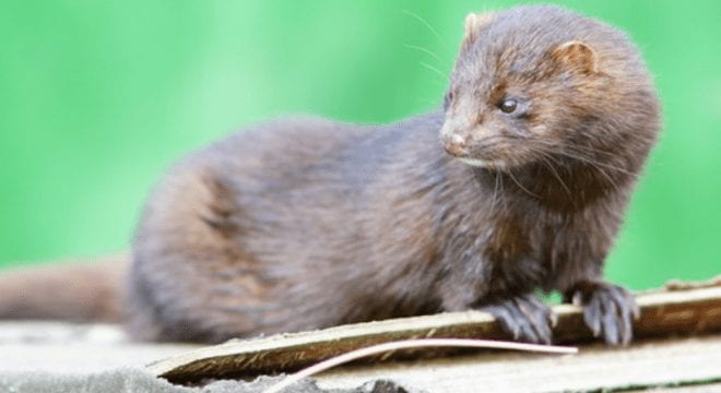 Ireland to ban animal fur