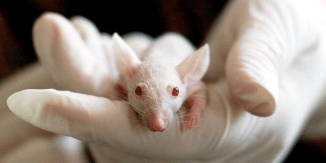 mouse lab shut down as scientists reassess use of animal tests