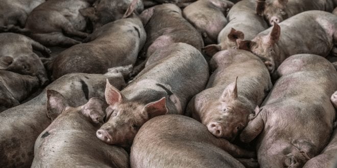 Photojournalist’s powerful imagery exposes the brutal Thai pork industry