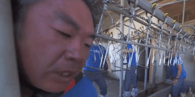 Protester chained to slaughterhouse machinery is ‘almost decapitated’ when it suddenly turns on