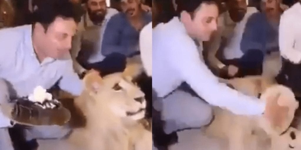 Ricky Gervais slams video of man smashing cake into a lion’s face