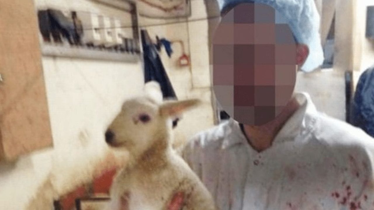 Sadistic slaughterhouse worker poses with severed lamb ears on his head in  gory selfies | Totally Vegan Buzz