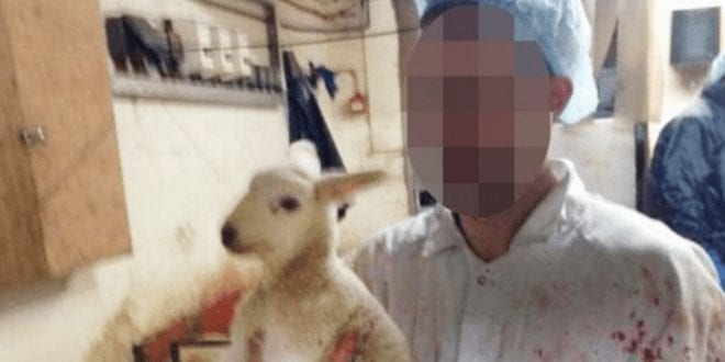 Sadistic slaughterhouse worker poses with severed lamb ears on his head in gory selfies