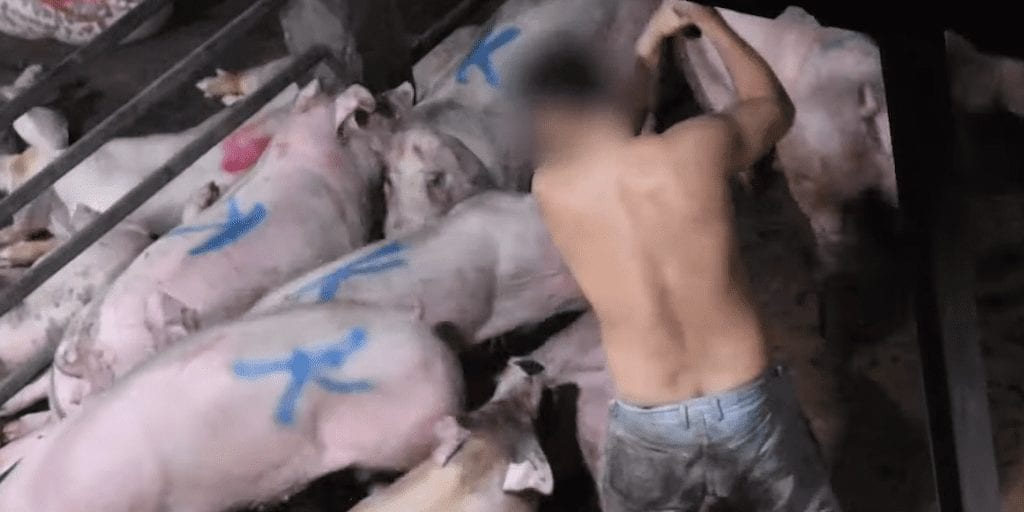 Secret video shows workers clubbing pigs to death with metal poles in Cambodia slaughterhouse