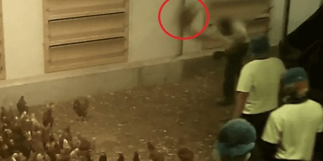 Shocking footage shows workers kicking and throwing hens at Australia’s largest egg producer