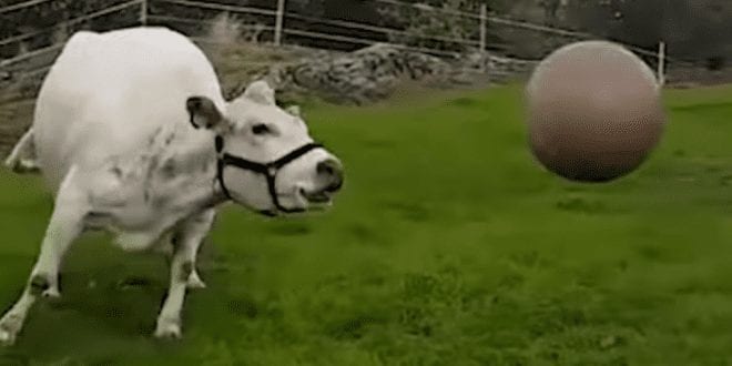 Video of cow playing with a ball proves they’re no different from your pet dog