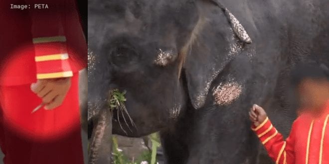 Video exposes the horrific truth behind elephant tourism in Thai zoo