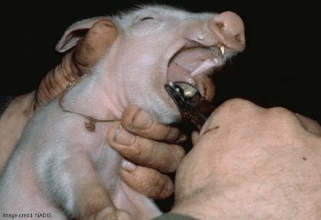 pig-teeth mutilation