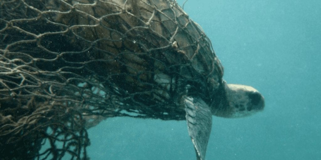 Abandoned fishing nets account for half of the ocean's plastic pollution