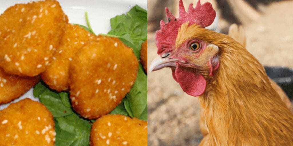 Company plans to save billions of birds by making vegan meat cheaper than chicken