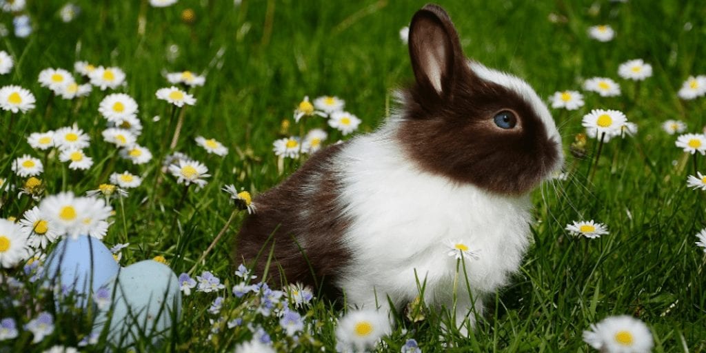 rabbit sitting in grass showing less use of animal testing in china