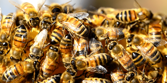 Half a Billion Bees Have Died in Brazil