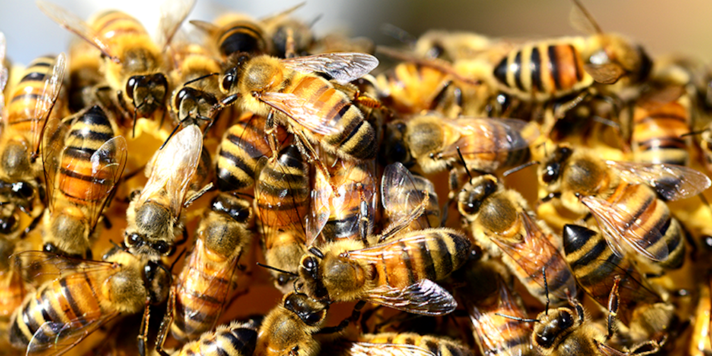 Half a Billion Bees Have Died in Brazil