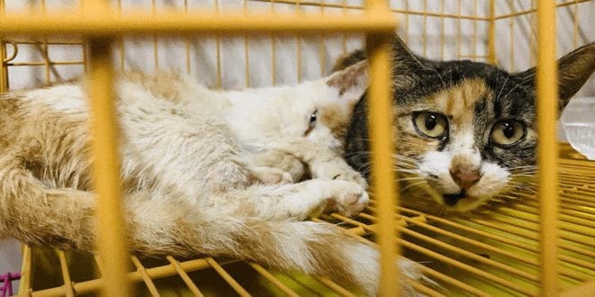 Over 600 cats rescued from slaughterhouse in China