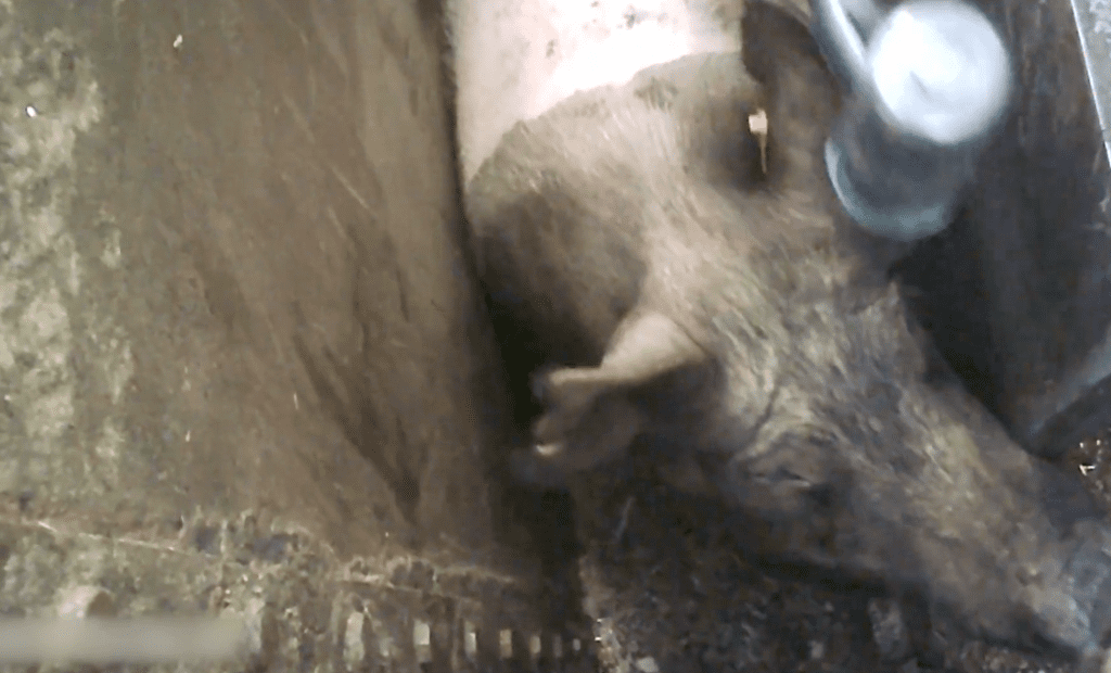 Horrifying slaughterhouse footage depicts pigs beaten with mallets suffering slow, painful deaths