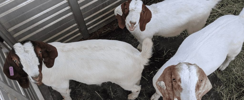 Rebel high school farming students send animals to a sanctuary instead of the slaughterhouse