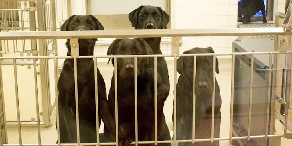 Labradors killed after brutal dental experiment despite rehome offers