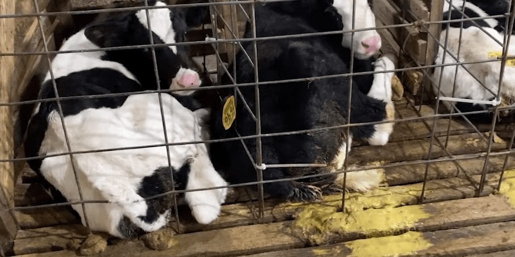 Major dairy farm investigation reveals 20 calves die of starvation and disease every day