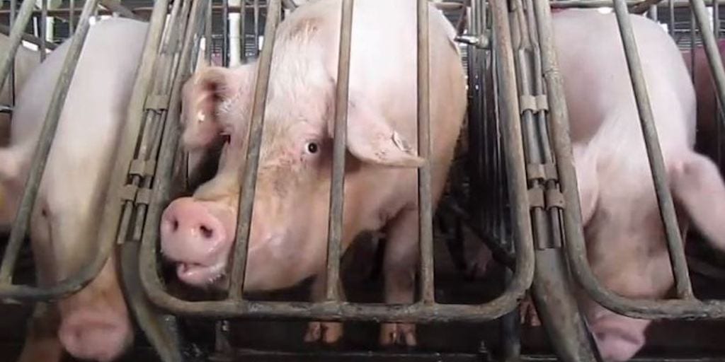 Pork slaughterhouses to increase killing speeds to more than 1,100 pigs per hour
