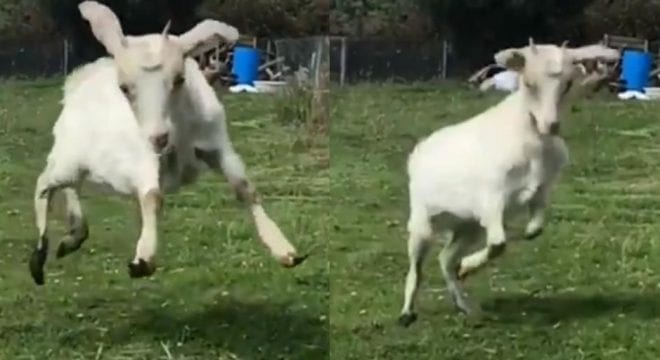 Rescued baby goat freely enjoying its first chance to play in a field