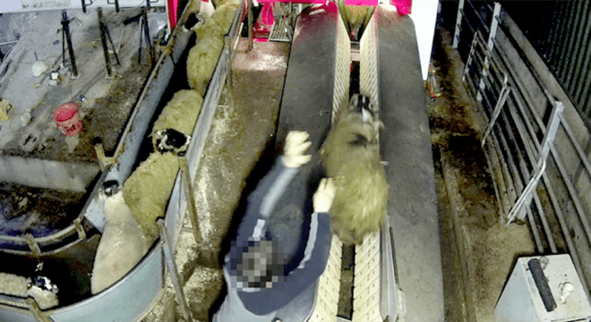 Secret slaughterhouse footage
