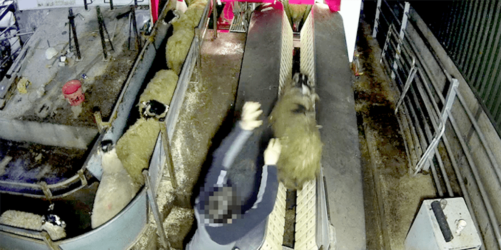 Secret slaughterhouse footage
