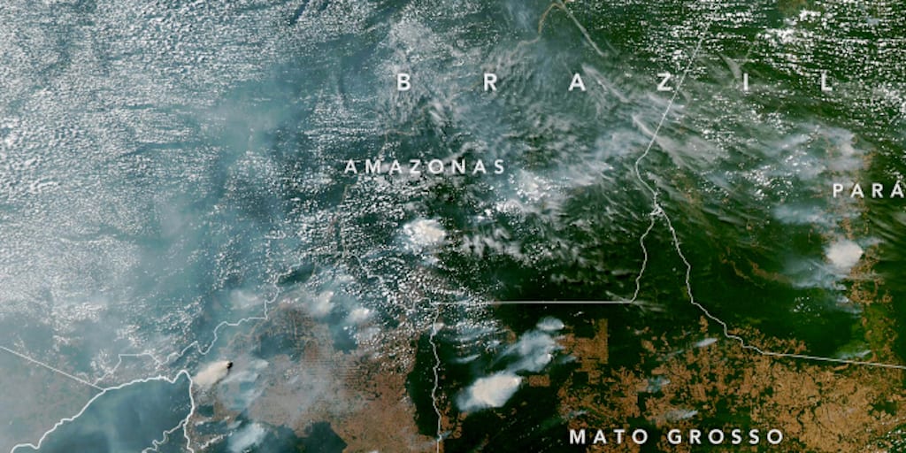The Amazon Rainforest Is Burning Down