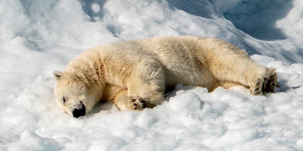 Over 5000 Polar Bears Have Been Killed For Sport