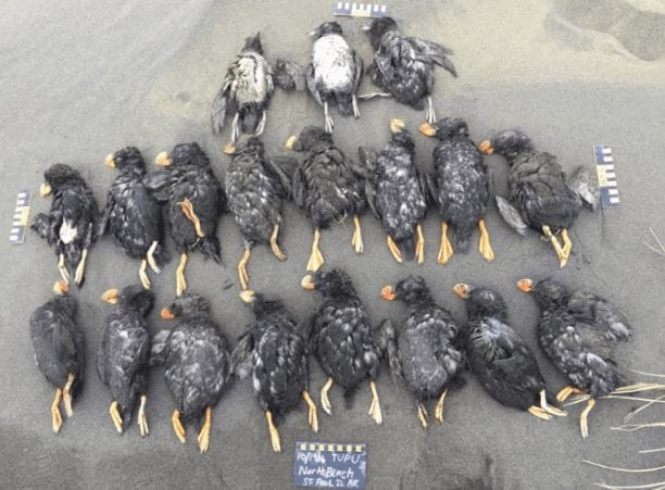 killed endangered puffins lying on floor