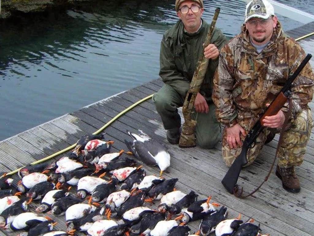 British trophy hunters kill endangered puffins