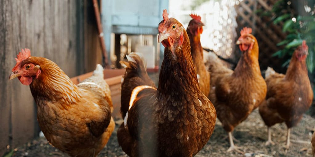 5,000 hens need rehoming or will be killed after Welsh slaughterhouse goes bust