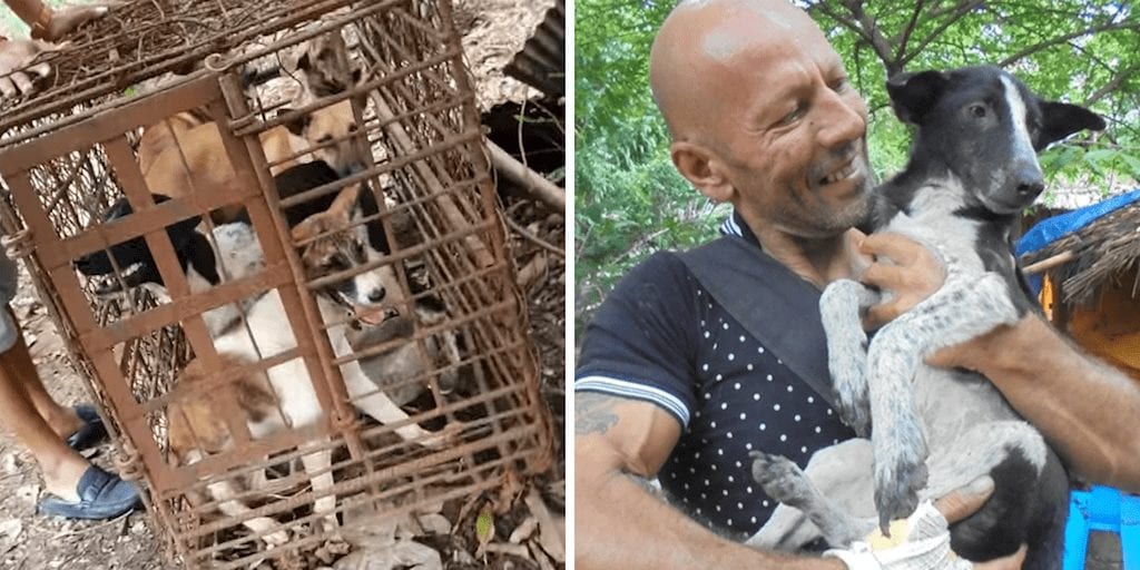 7 dogs crammed in tiny cages are saved from slaughter in Cambodia