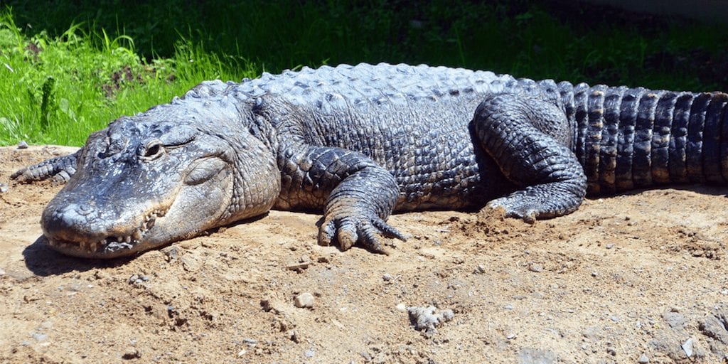 Alligator skin sales banned in California as activists finally defeat exotic skins industry