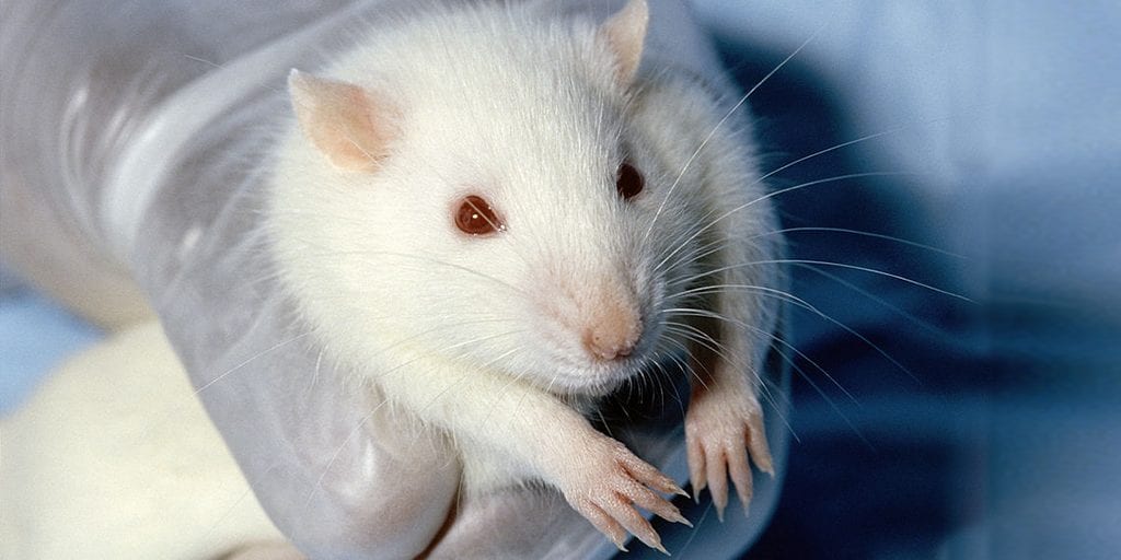 Animal testing to be drastically reduced in the US