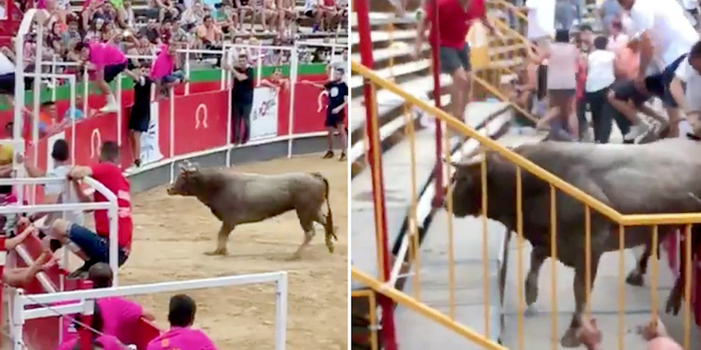Bull shot dead after escaping bullfighting ring and rampaging through crowd