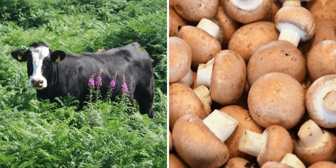 Cow farmers switch to growing mushrooms What we were doing was wrong