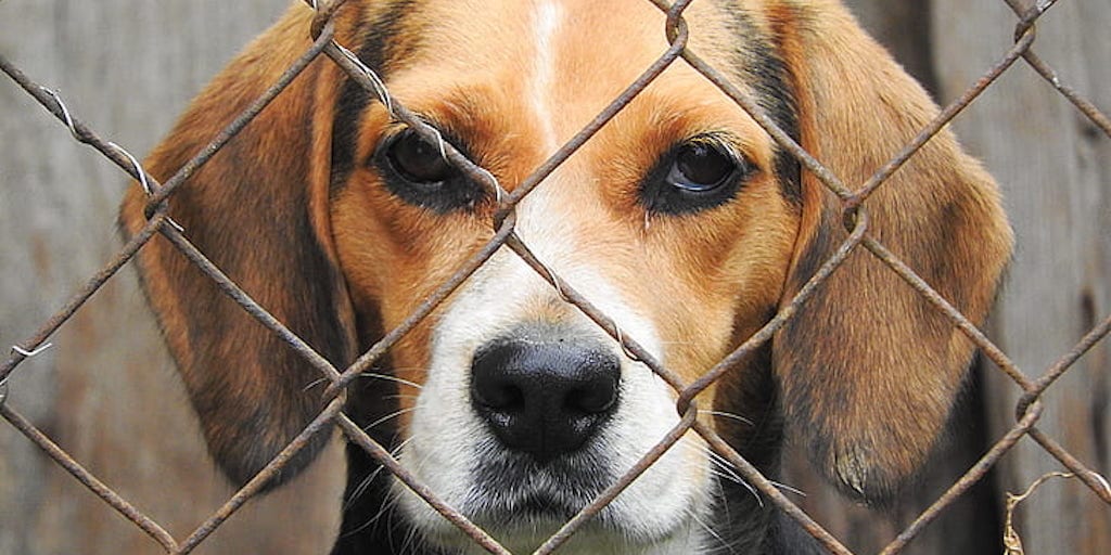 Delaware becomes first state to achieve ‘no kill’ status for shelter animals