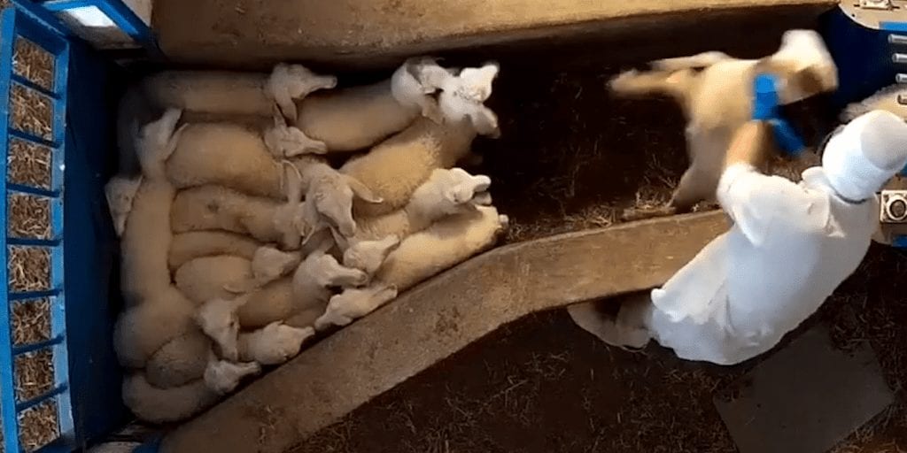 Disturbing footage shows conscious lambs chucked, stamped on and slaughtered without being stunned