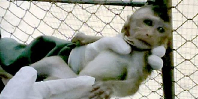Heartbreaking footage shows terrified baby monkey snatched from mother at UK testing lab