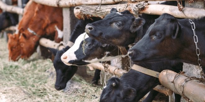Leading animal farmers admit production is set to drastically fall
