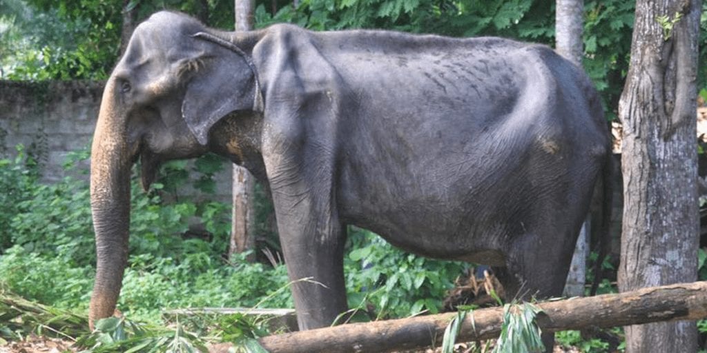 Malnourished elephant who was forced to perform in parades dies aged 70