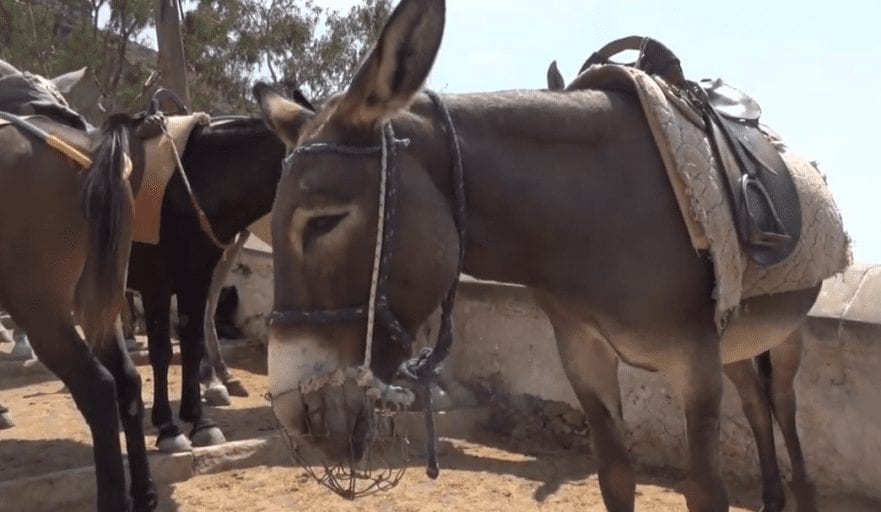 Massive ad campaign fights to stop cruel donkey rides in Santorini