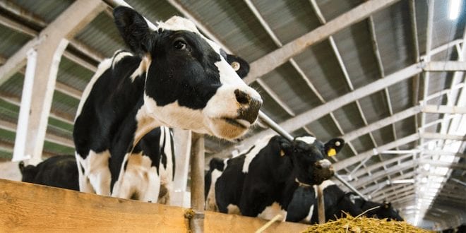 Meat and dairy industries to collapse by 2030, report predicts
