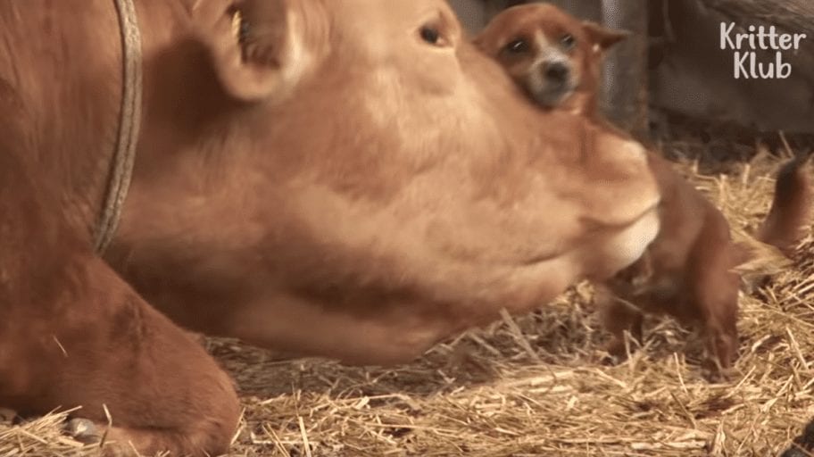 Orphan dog cries as he_s reunited with mother cow who raised him