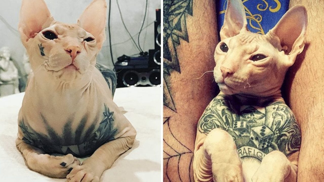 Outrage as images of man's heavily tattooed cat emerge | Totally ...