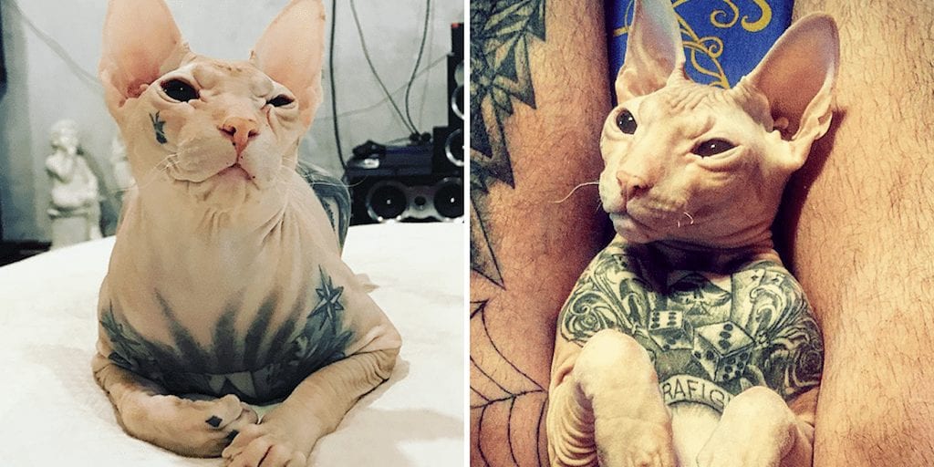 Outrage as images of man's heavily tattooed cat emerge