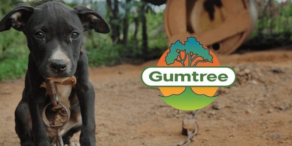 Pets given away for free on Gumtree end up abused, killed and in dog fighting rings