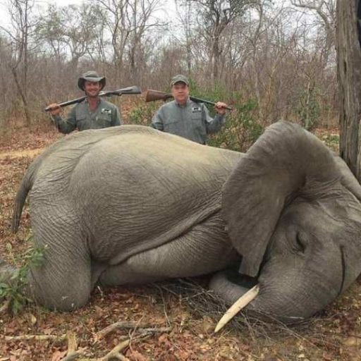 Rich businessman kills two baby elephants and poses by their corpses