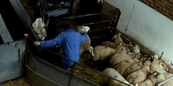 Secret footage shows lambs chucked, trampled on and improperly stunned before slaughter